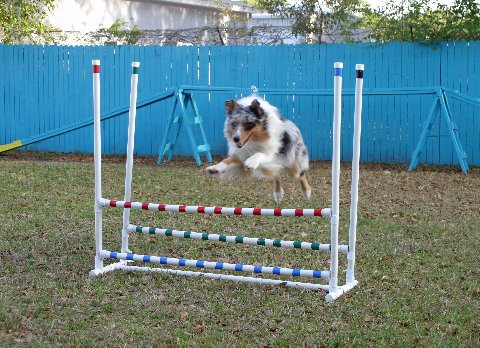 agility-4