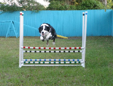 agility-5