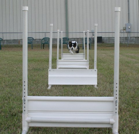 flyball-1