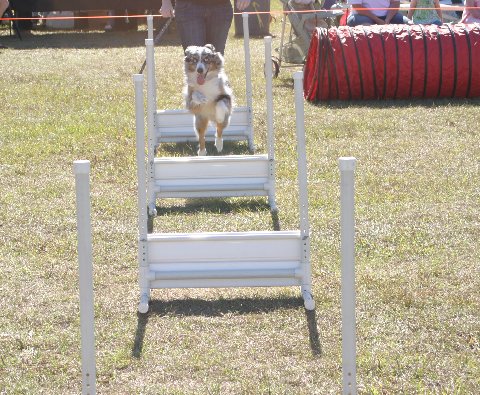 flyball-2