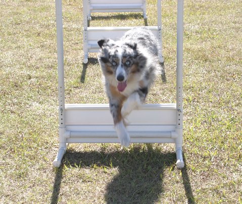 flyball-3