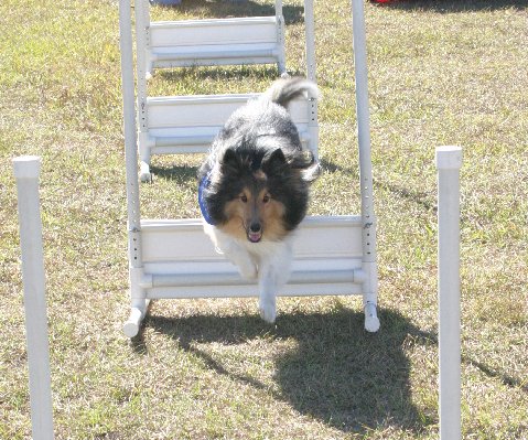 flyball-4