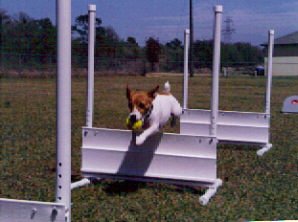 flyball-6