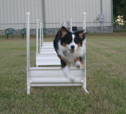 flyball-8